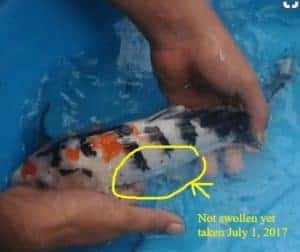 how to breed koi fish female koi fish showa breeder Breeding koi fish