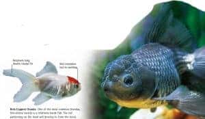 types of goldfish Oranda goldfish
