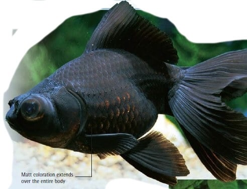 common goldfish black color