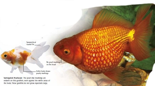 types of goldfish pearlscale goldfish
