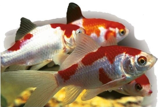 red and white common goldfish