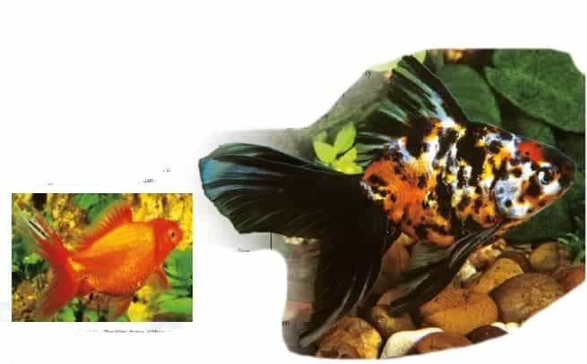 types of goldfish ryukin goldfish