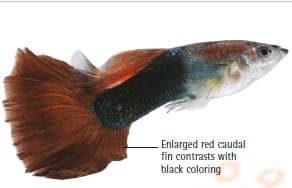 types of guppies red tail half black guppy