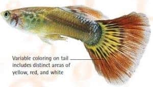 types of guppies red varitail guppy