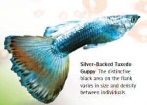 types of guppies silver backed tuxedo guppy