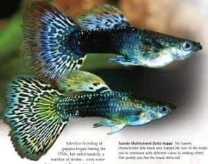 types of guppies tuxedo multi colored guppy fish