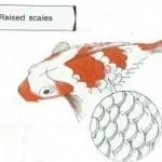 Koi Diseases Uncovered: Symptoms, Prevention, and Treatment Tips You Need to Know 25 raised scales koi diseases