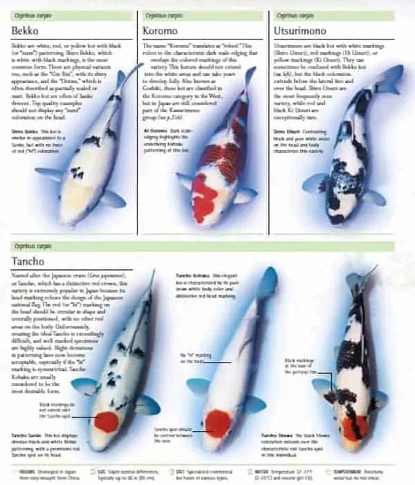 koi fishes pictures types of koi