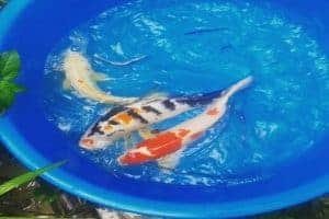 koi breeding