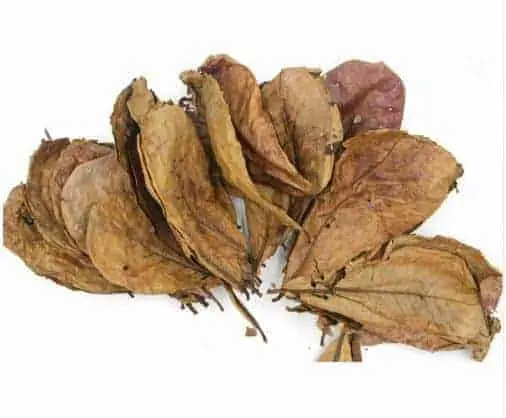 indian almond leaf for betta