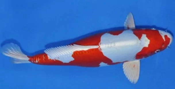 types of koi kikusui koi