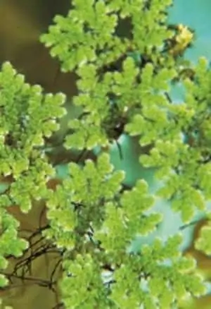 koi pond construction guide azolla aquatic plants