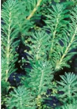 koi fish pond plants Oxygenating plants