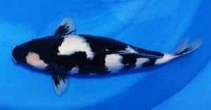 types of koi shiro utsuri