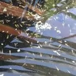koi fry 3-week old