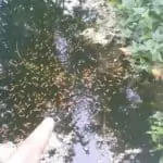 raising koi fry