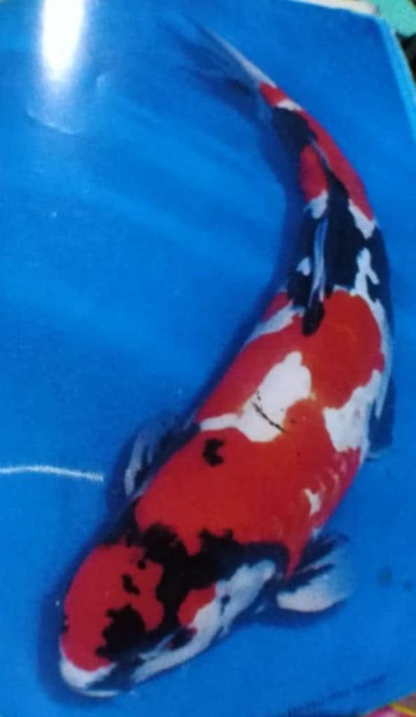 Doitsu Showa koi — black base with red and white markings, the most dynamic Go-Sanke variety