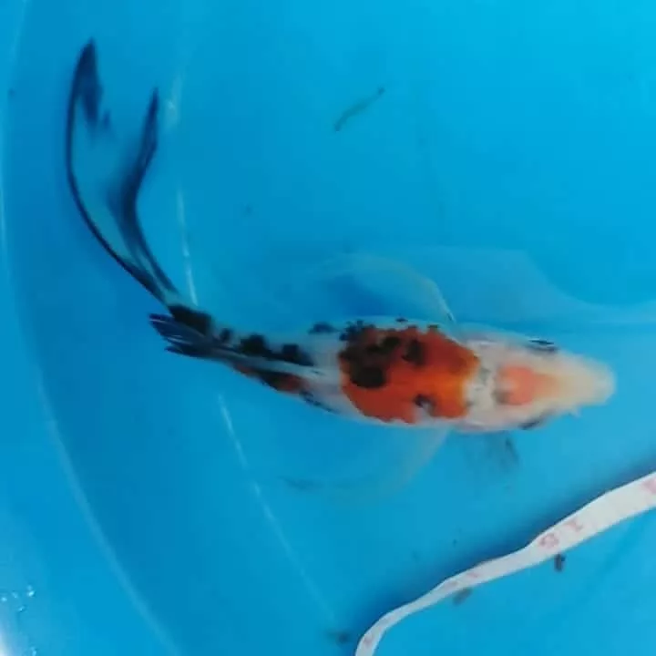 Sanke butterfly koi swimming — red white and black pattern with long flowing fins visible in pond water
