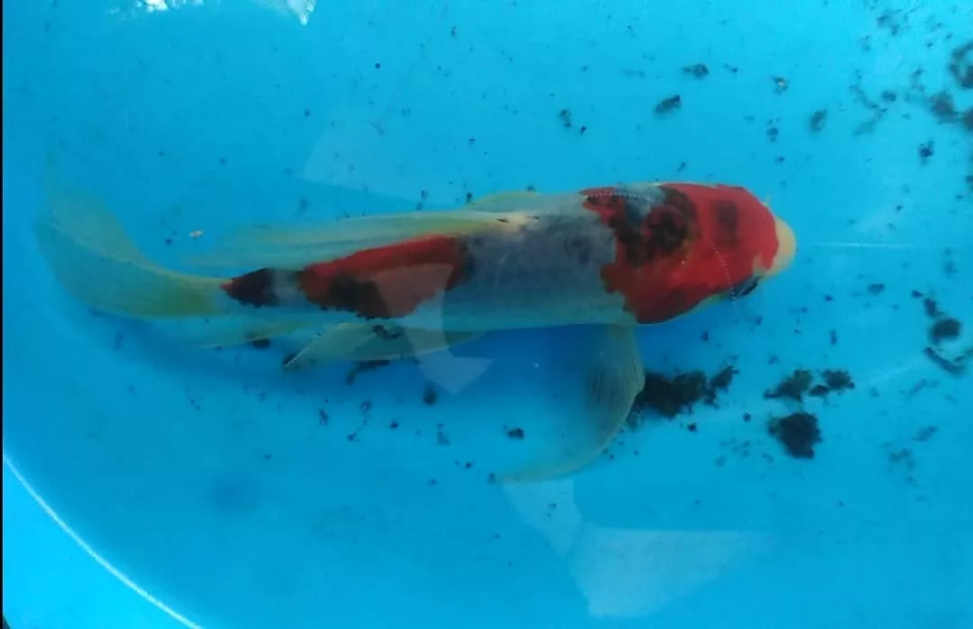 Goshiki butterfly koi — five-colored butterfly koi with Asagi-like reticulation over a Kohaku base pattern and long flowing fins