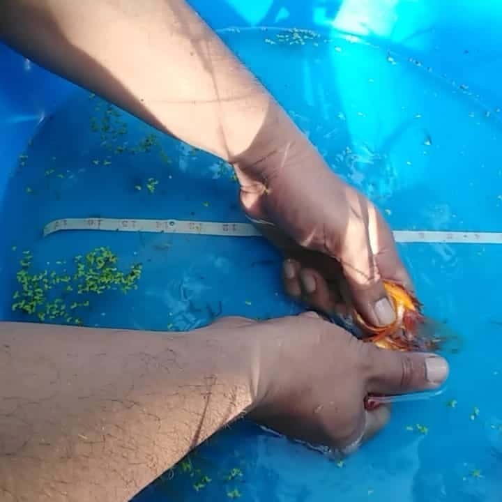 Giovanni Carlo Bagayas hand breeding goldfish — demonstrating his personal technique developed over 40 years of goldfish breeding experience in the Philippines