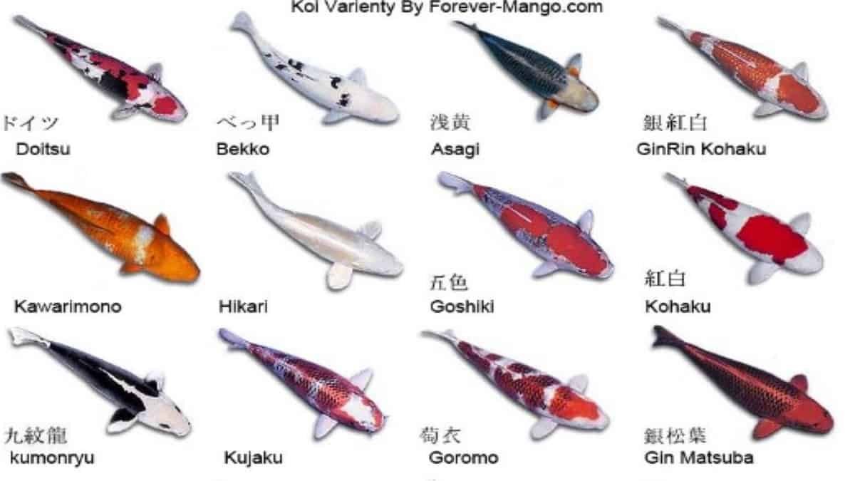 Types Of Koi Fish | tunersread.com