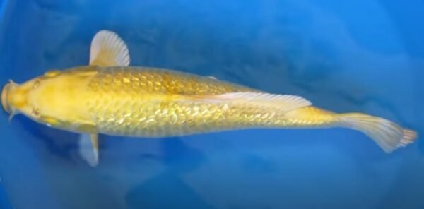 ginrin-yamabuki-ogon