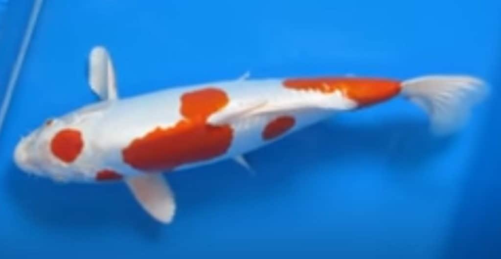 kikusui koi