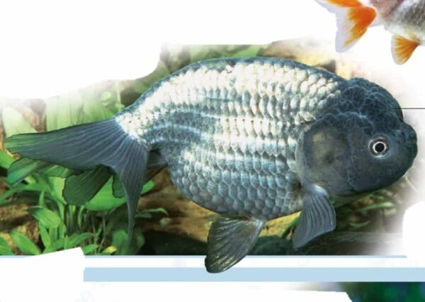 Lionhead goldfish — Chinese fancy goldfish with a large raspberry-like head growth and no dorsal fin