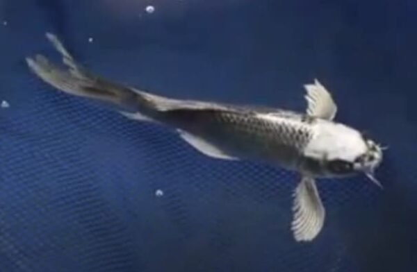 Silver Ghost butterfly koi — metallic silver-grey butterfly koi with long flowing fins, resembling a ghost gliding through water