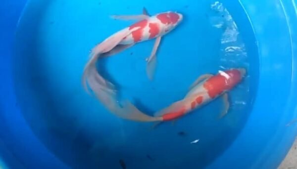 Kohaku butterfly koi — white base with red hi markings and long flowing butterfly fins, the most popular butterfly koi variety