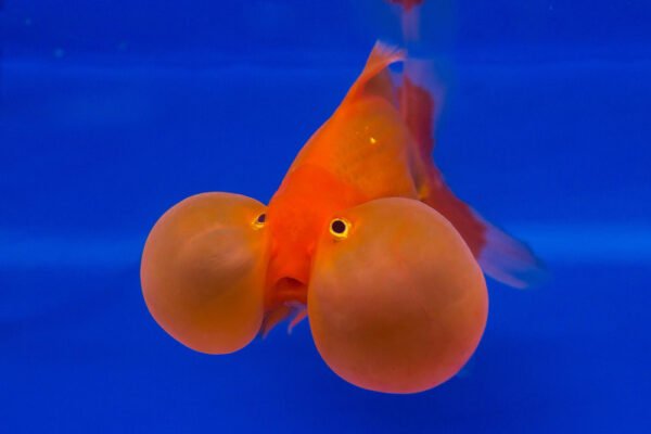Bubble Eye goldfish — fancy goldfish with large fluid-filled sacs beneath upturned eyes