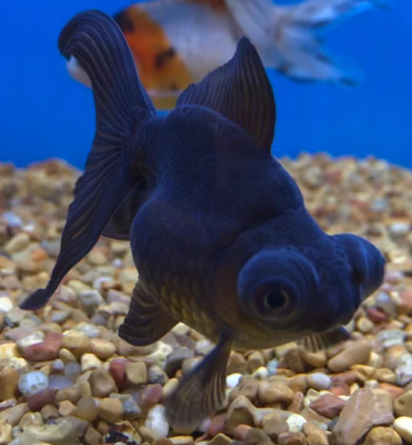 Black Moor goldfish — velvety black fancy goldfish with telescope protruding eyes