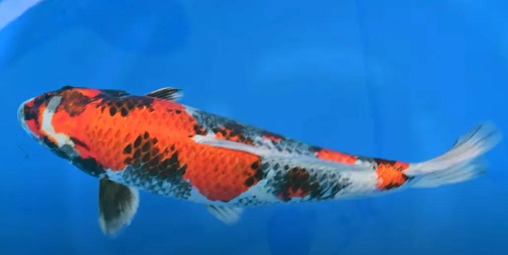 Kin Showa koi — golden metallic luster Showa variety showing the three-color Showa pattern with a golden sheen
