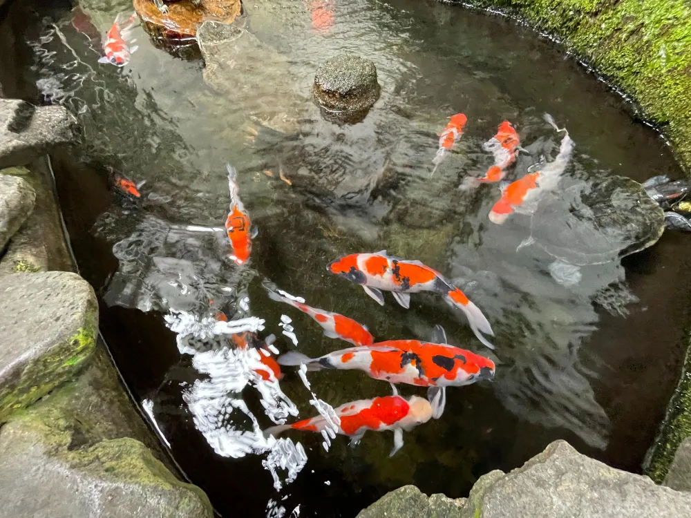 About Koi Fish