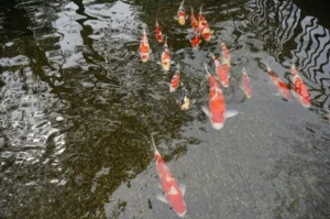 koi history