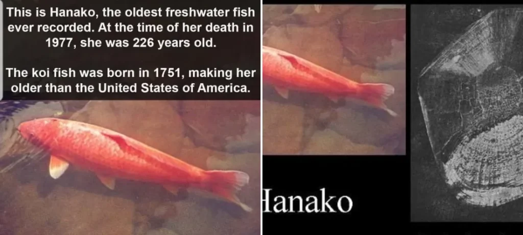 hanako oldest koi fish 