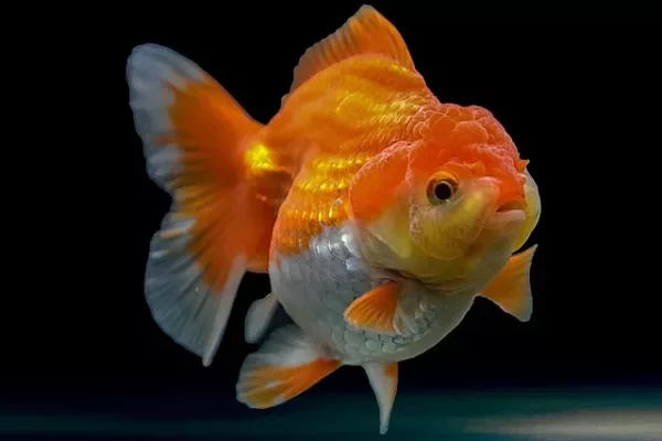 Red and white Oranda goldfish — fancy goldfish with a distinctive wen (head growth) and flowing double tail