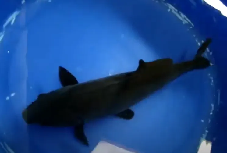 black koi fish