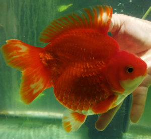 Ryukin Goldfish 101: Everything You Need to Know Before Bringing Home ...