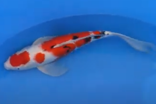 sanke butterfly koi fish 