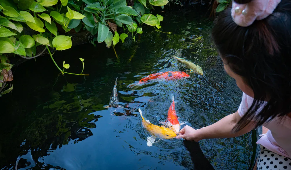 what do koi fish eat hand feeding koi fish 