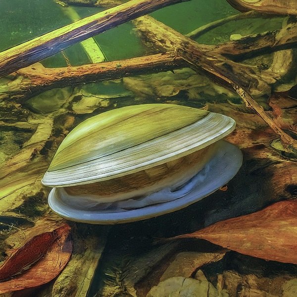 pond clam