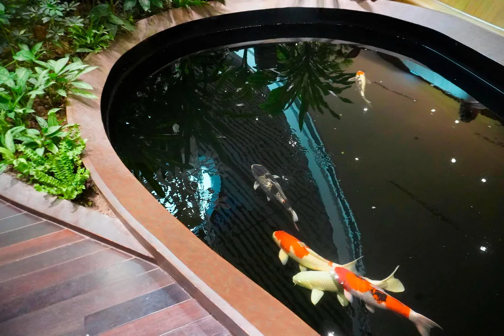 Small Koi Pond