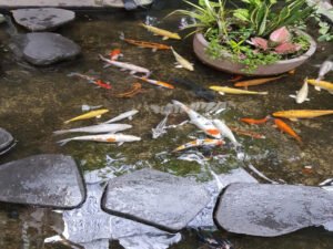 Creating Your Own DIY Koi Pond: A Step-by-Step Guide