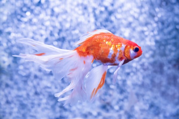Long-tail Comet goldfish — slim-bodied with a deeply forked flowing tail, ideal for ponds