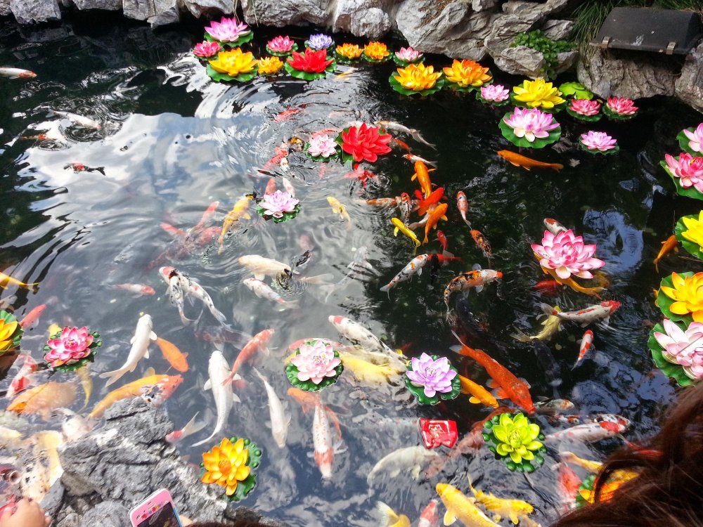 what do koi fish represent