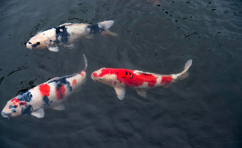 Characteristics of Koi Fish shiro utsuri koi fish showa koi fish and sanke koi fish 