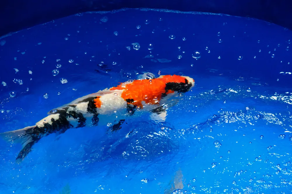 Characteristics of Koi Fish showa koi fish 