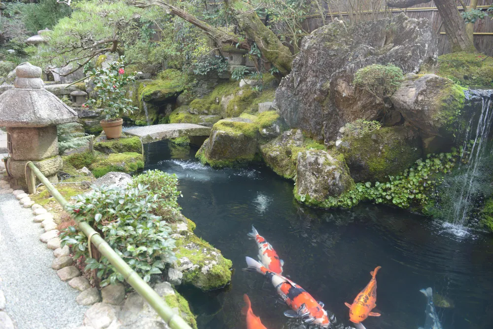 Koi Pond Plants zen garden vibe koi pond