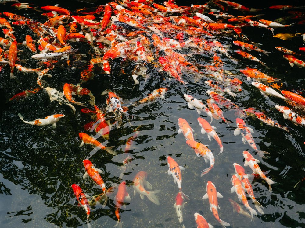 how much are koi fish